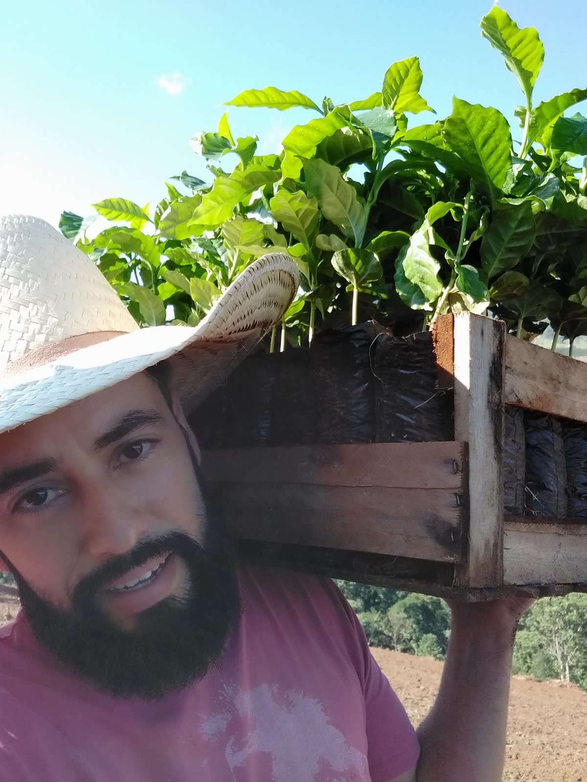 André carregando mudas de café na roça