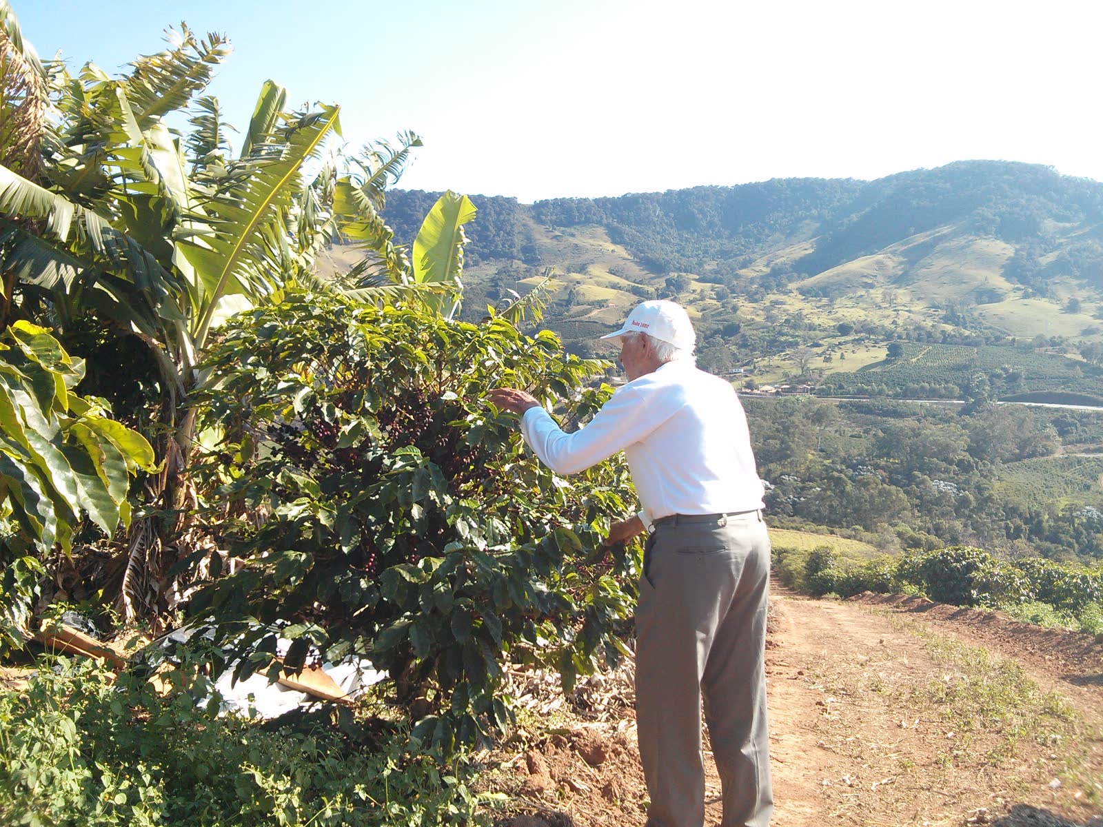 Lavoura de café nas montanhas de Minas Gerais